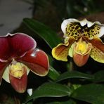 Frauenschuh - Orchideen auf der Messe HAUS GARTEN GENUSS in Essen