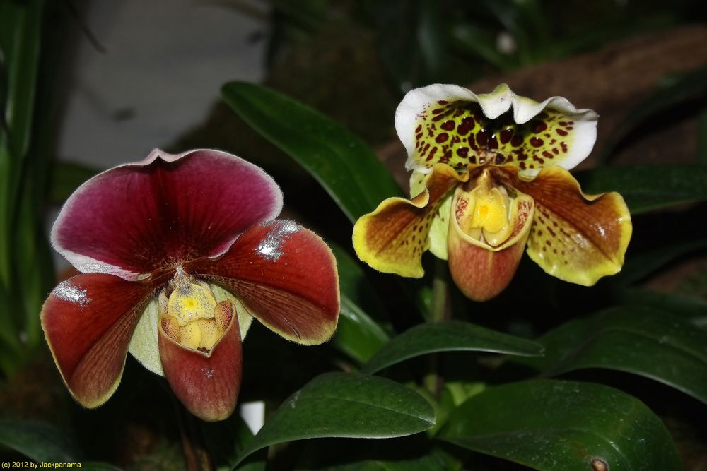 Frauenschuh - Orchideen auf der Messe HAUS GARTEN GENUSS in Essen