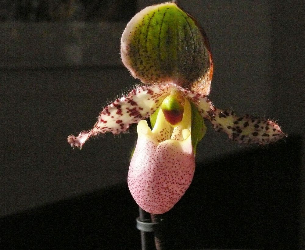 Frauenschuh (Paphiopedilum )