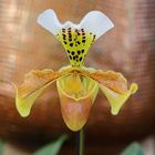 Frauenschuh (Paphiopedilum)