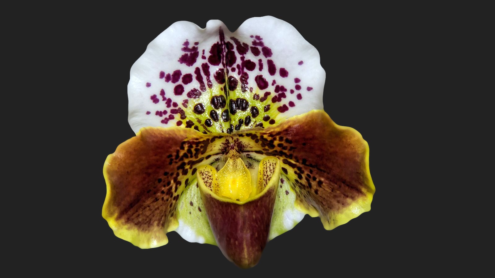 Frauenschuh ( Paphiopedilum )