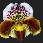 Frauenschuh ( Paphiopedilum )