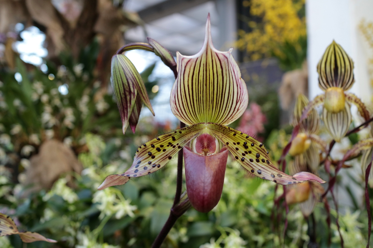 Frauenschuh - Paphiopedilum