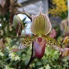 Frauenschuh - Paphiopedilum