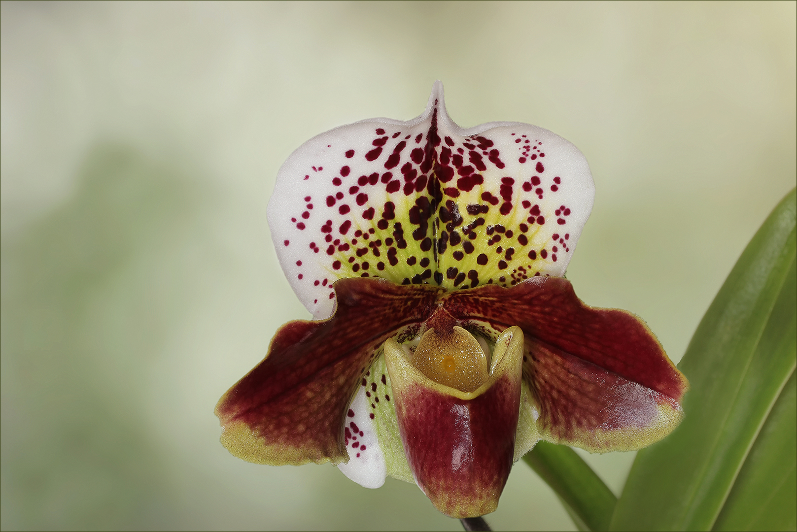 Frauenschuh - Paphiopedilum....