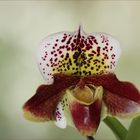 Frauenschuh - Paphiopedilum....