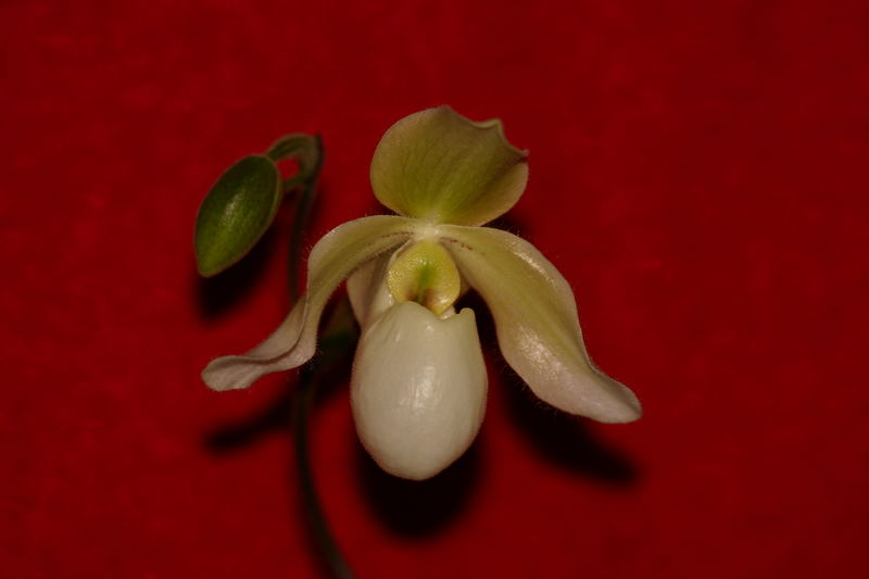 Frauenschuh (Paphiopedilum)