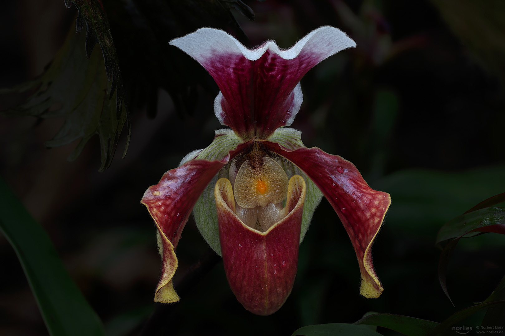 Frauenschuh - paphiopedilum hybrid