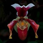 Frauenschuh - paphiopedilum hybrid