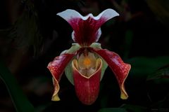 Frauenschuh - paphiopedilum hybrid