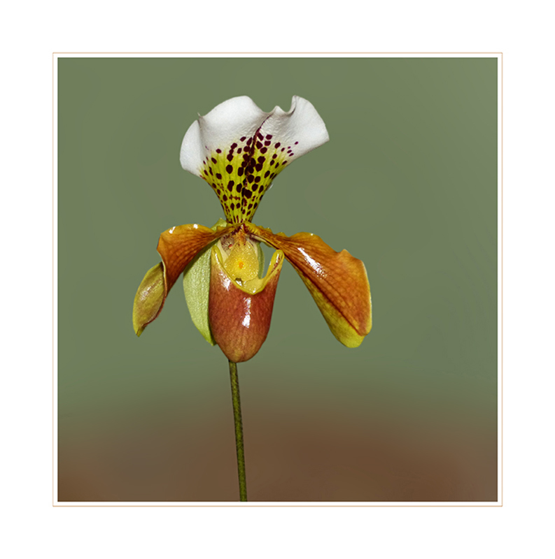 Frauenschuh-Paphiopedilum-Hybride