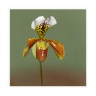 Frauenschuh-Paphiopedilum-Hybride