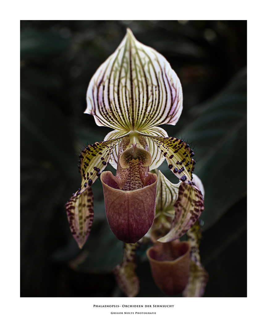 Frauenschuh | Paphiopedilum liemianum