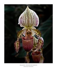 Frauenschuh | Paphiopedilum liemianum