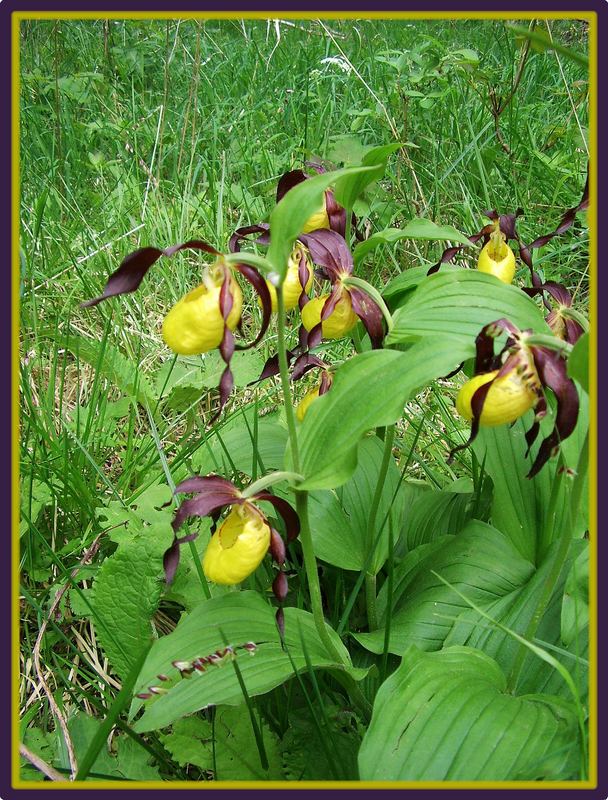 Frauenschuh (steht unter Naturschutz)