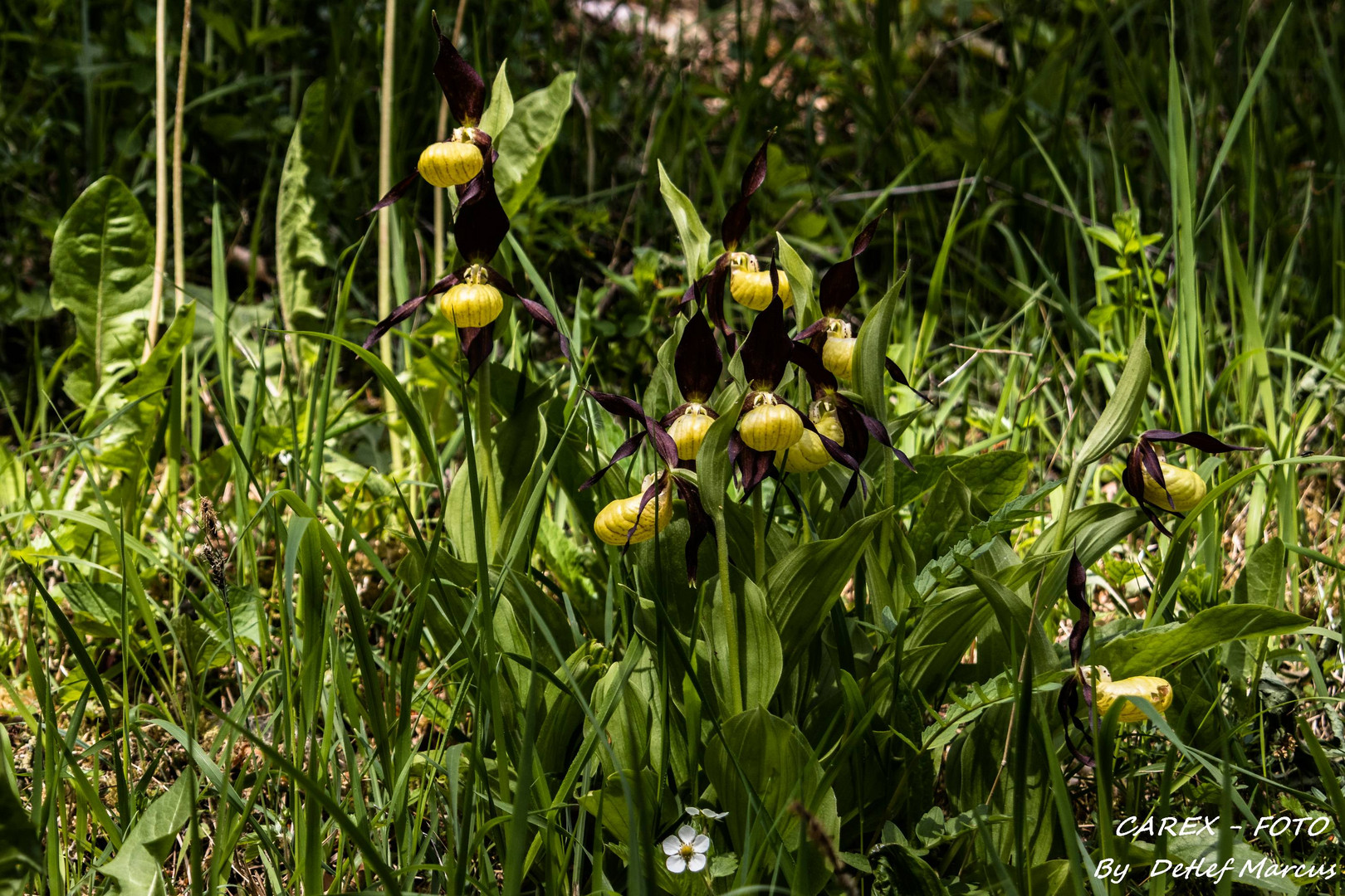 Frauenschuhblüte