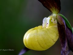 Frauenschuhblüte ...