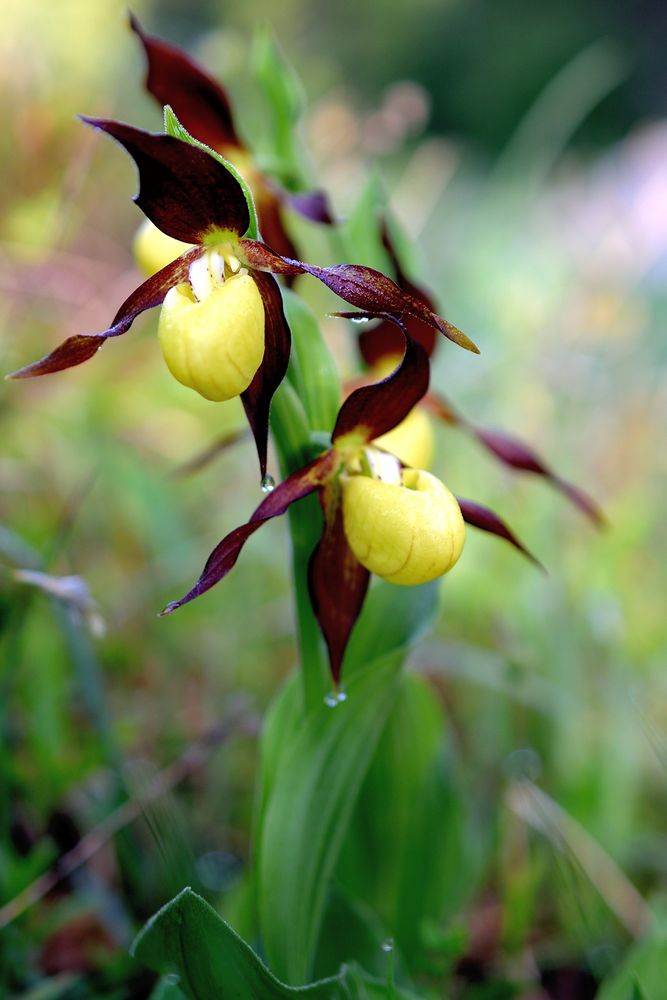 Frauenschuhblüte beim Ybbsursprung 1