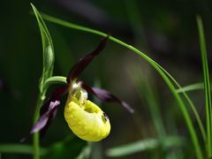 Frauenschuhblüte beim Ybbsursprung ...