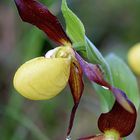 Frauenschuhblüte beim Ybbsursprung