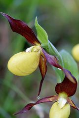 Frauenschuhblüte beim Ybbsursprung