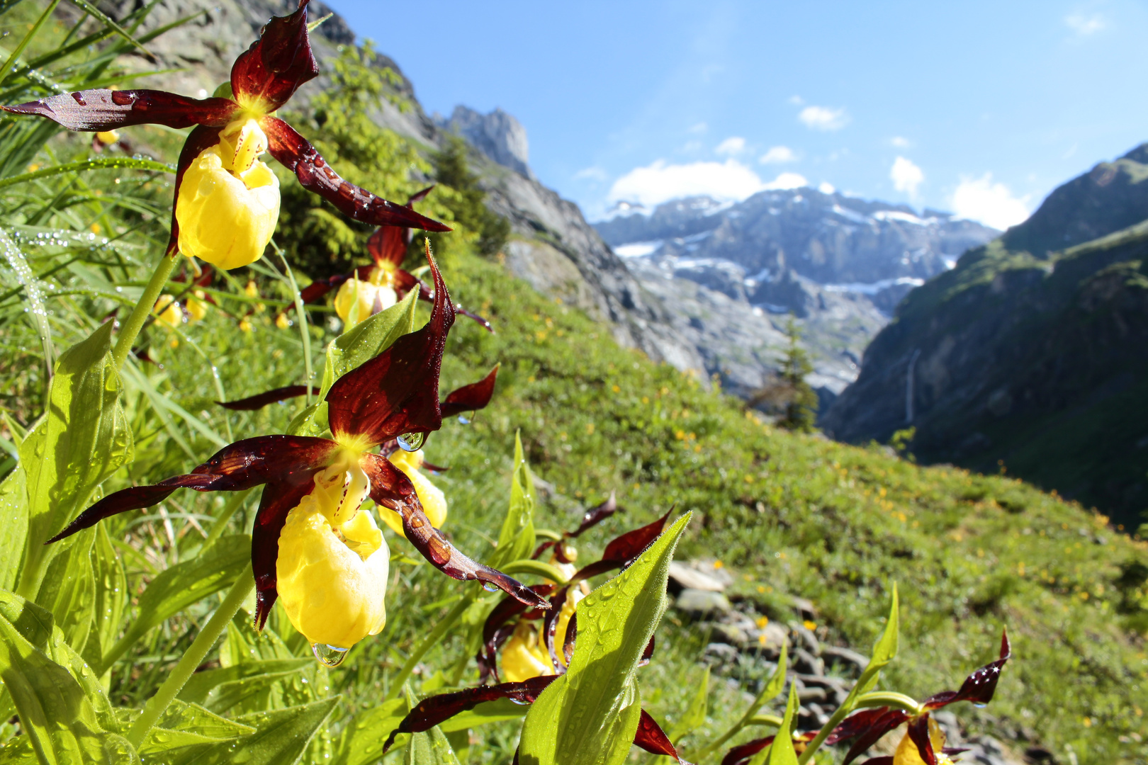 Frauenschuhe , Maderanertal