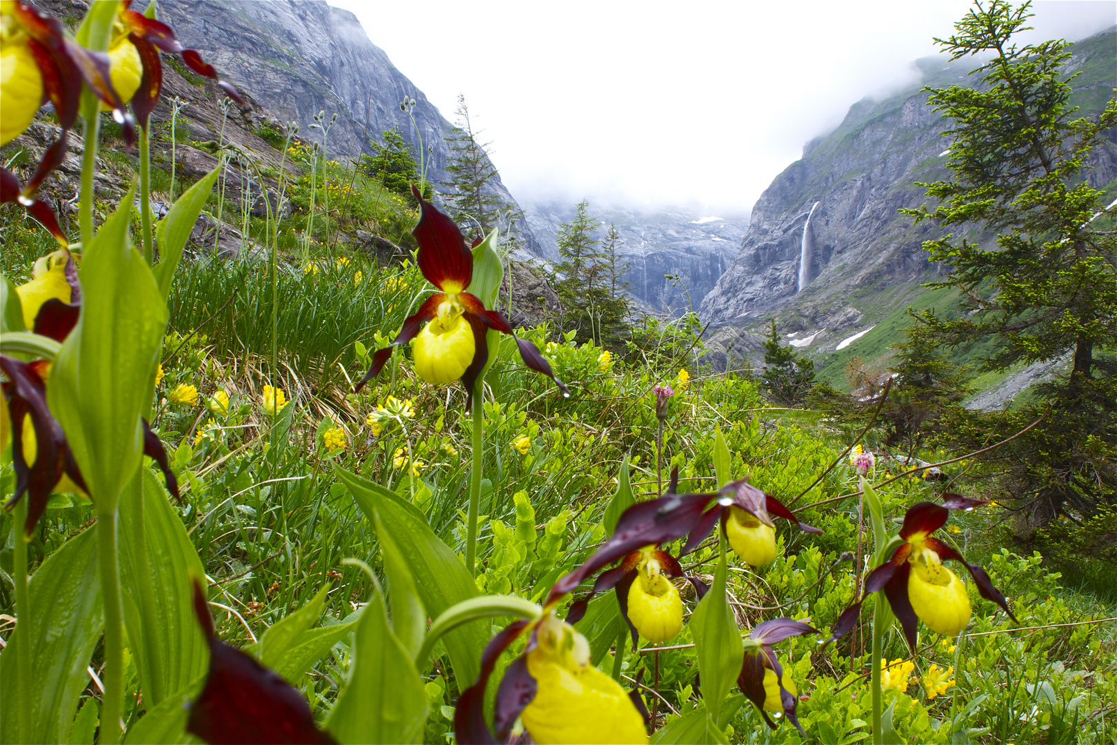 Frauenschuhe ,Maderanertal,Uri