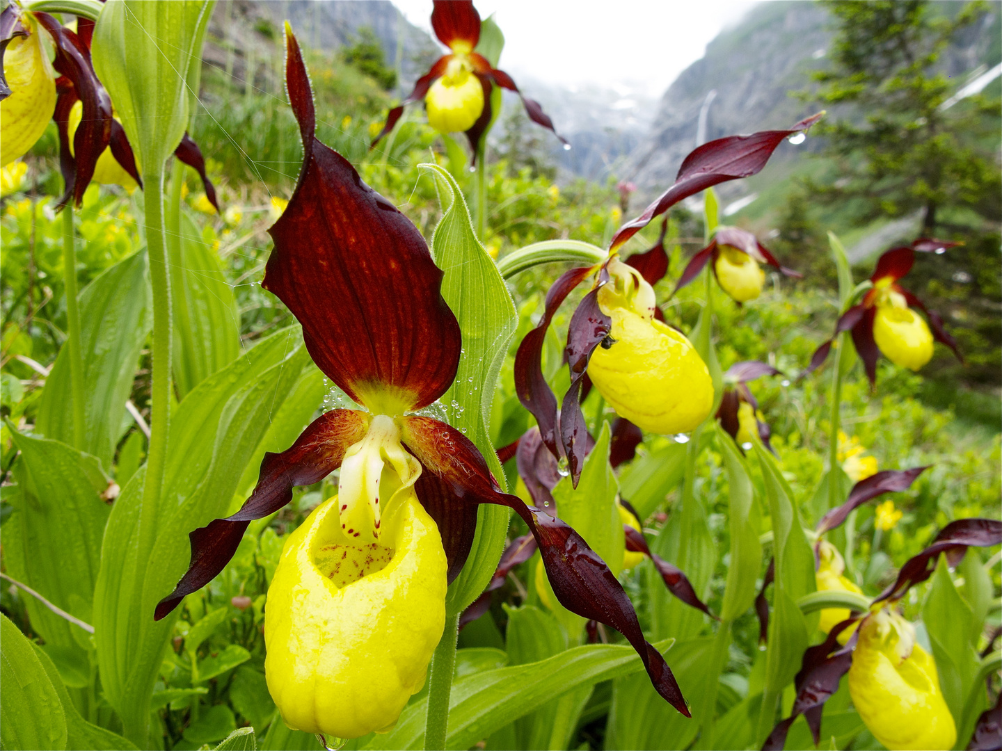 Frauenschuhe ,Maderanertal,Uri