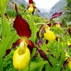 Frauenschuhe ,Maderanertal,Uri