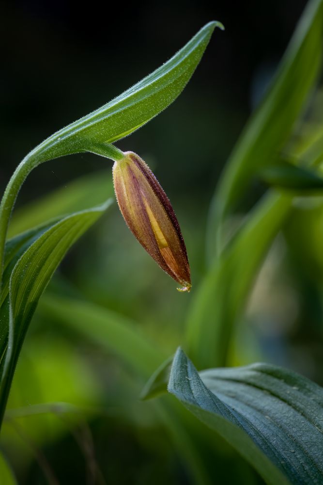 Frauenschuhknospe