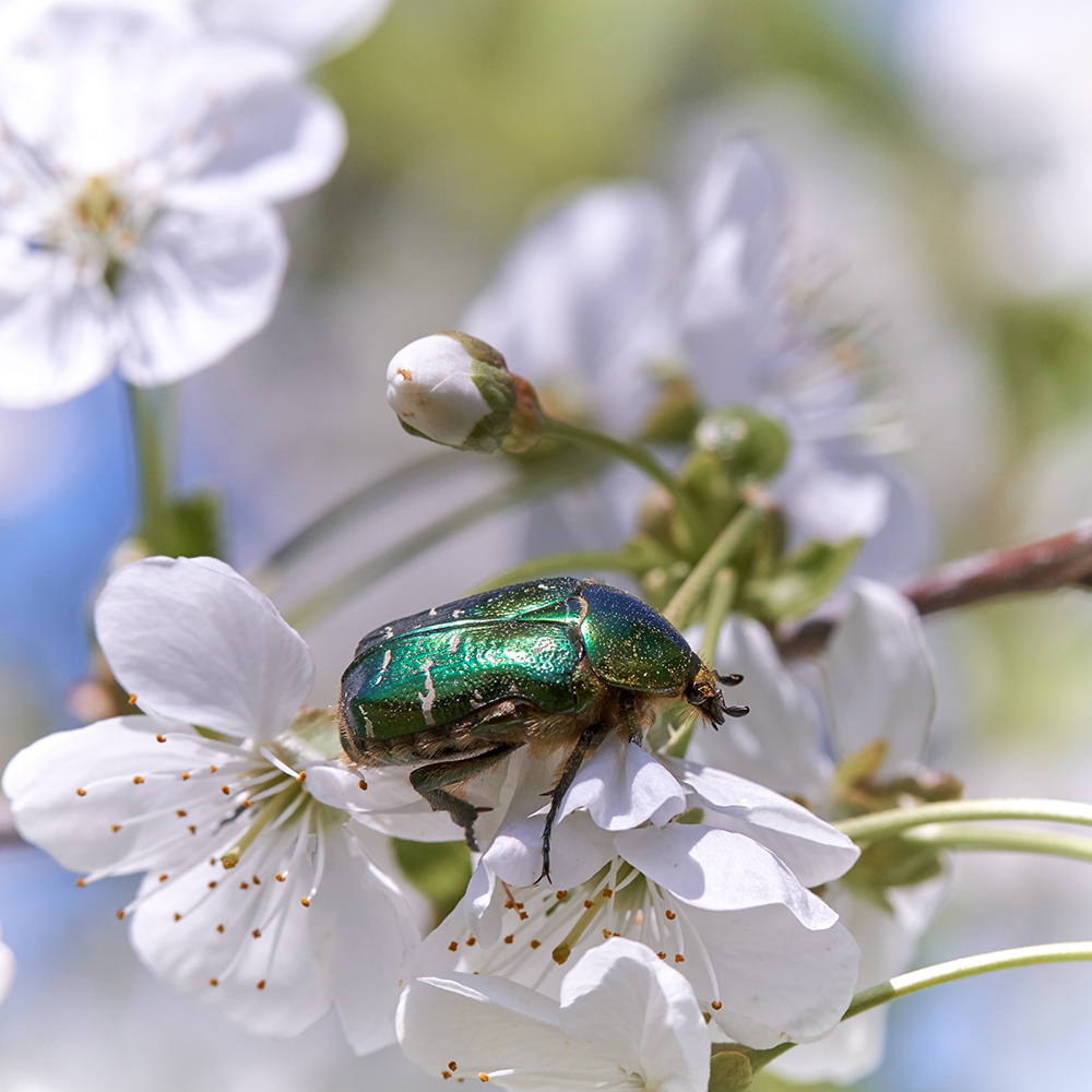 Frauensteiner Blüte mit Besuch