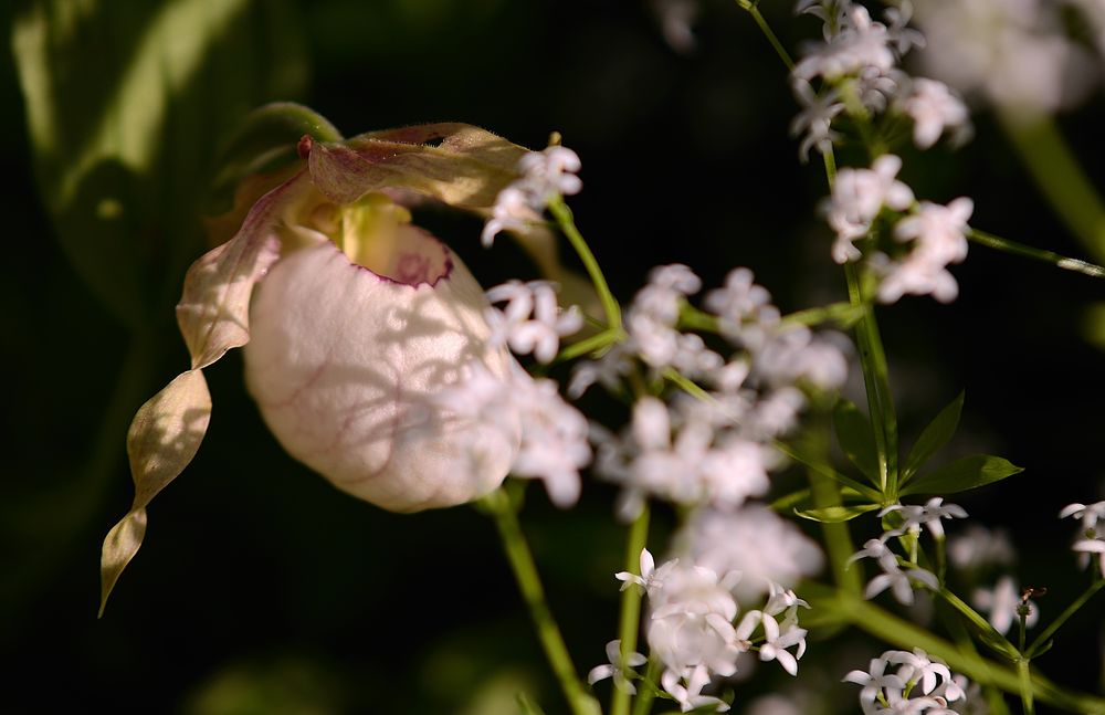 Frauneschühchen