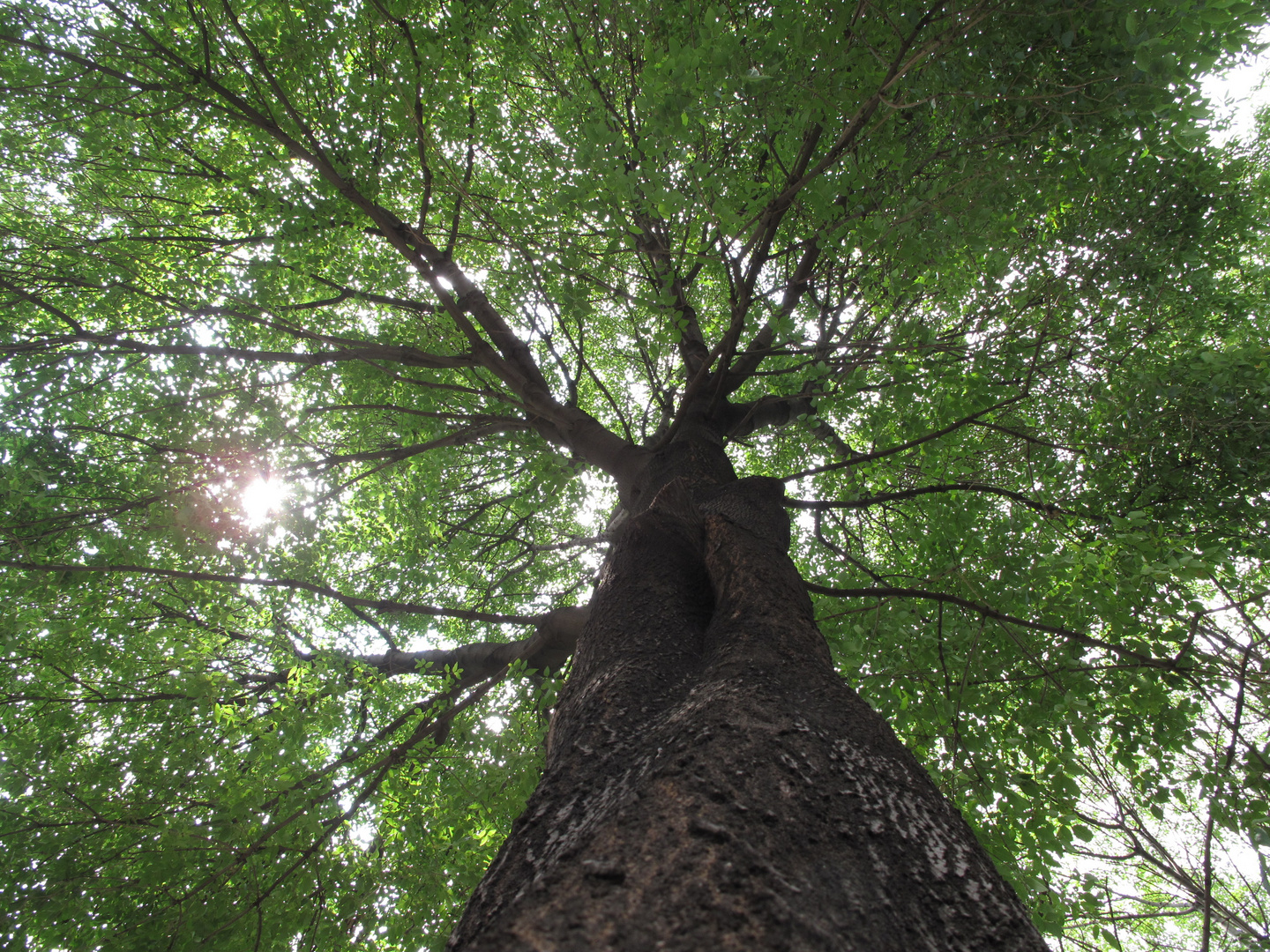 Fraxinus udhei (Wenz.) Lingelsh