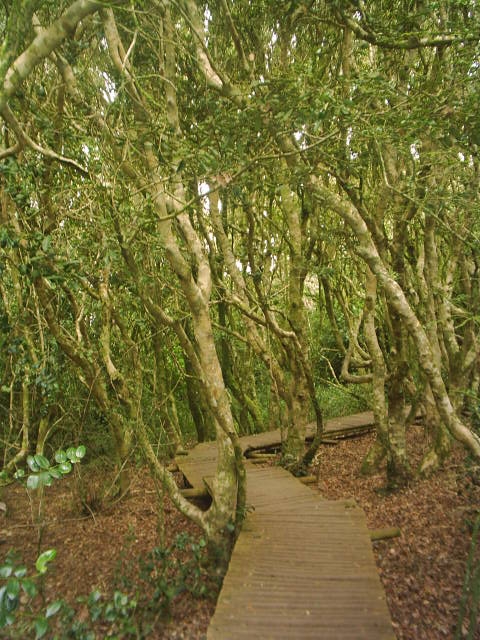 Fray Jorge, un bosque lúdico