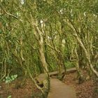 Fray Jorge, un bosque lúdico