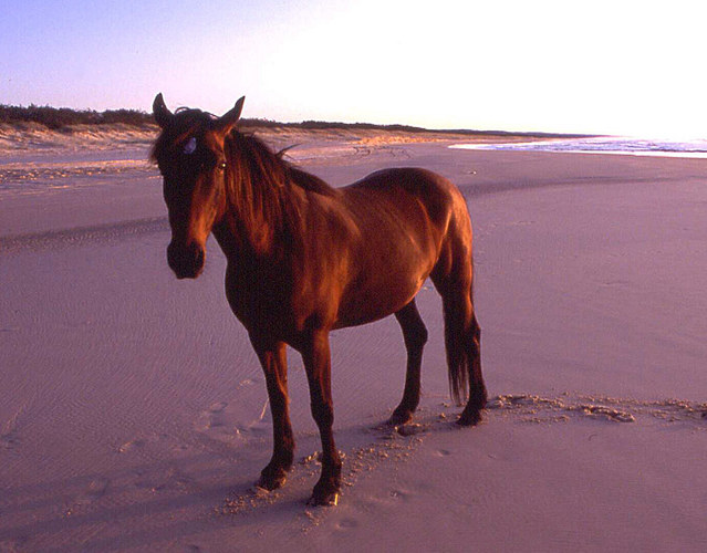 Frazer Island Brumby