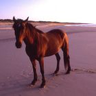 Frazer Island Brumby