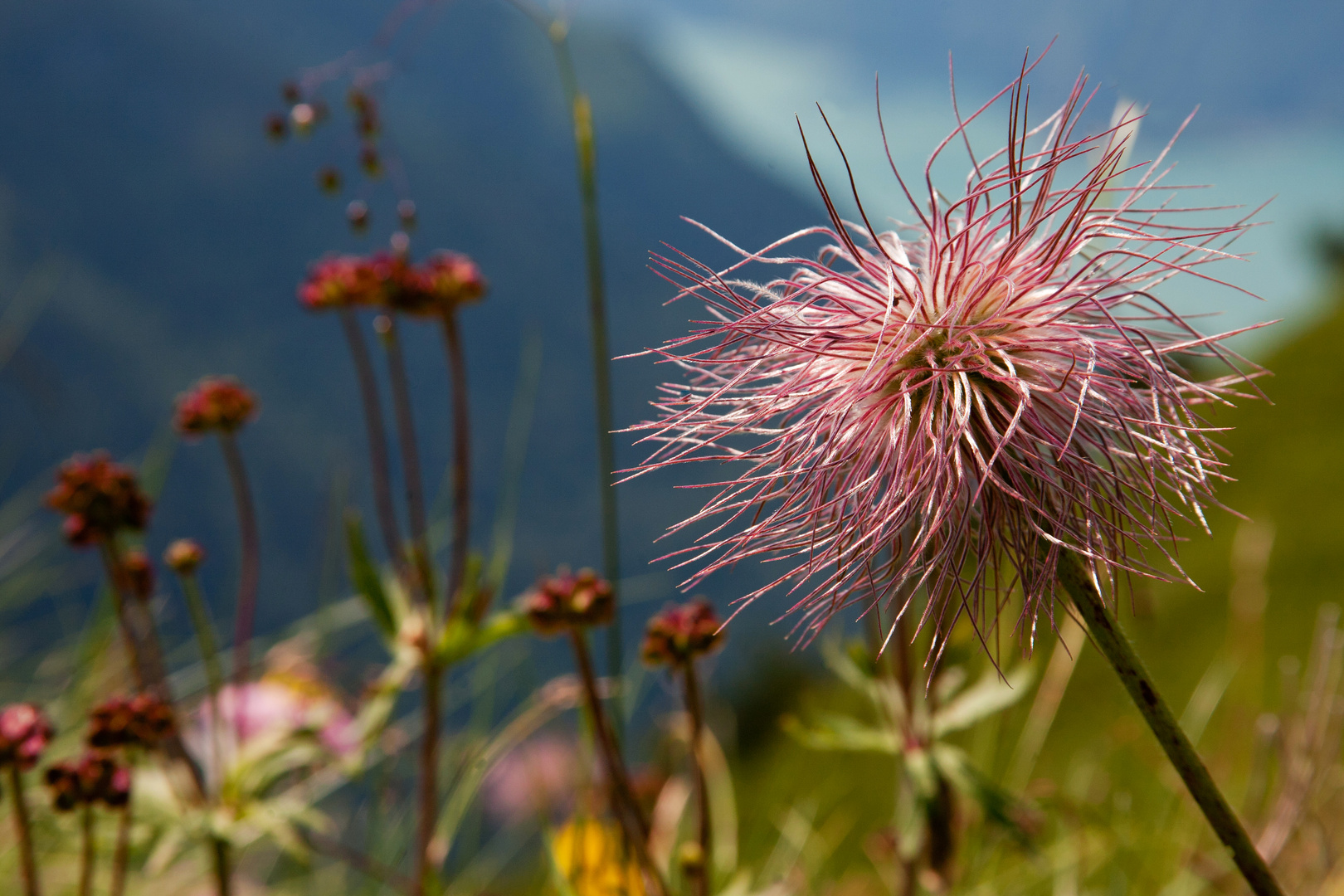 Freak Flower