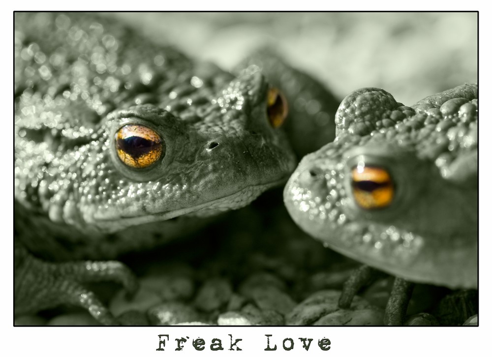 Freak Love