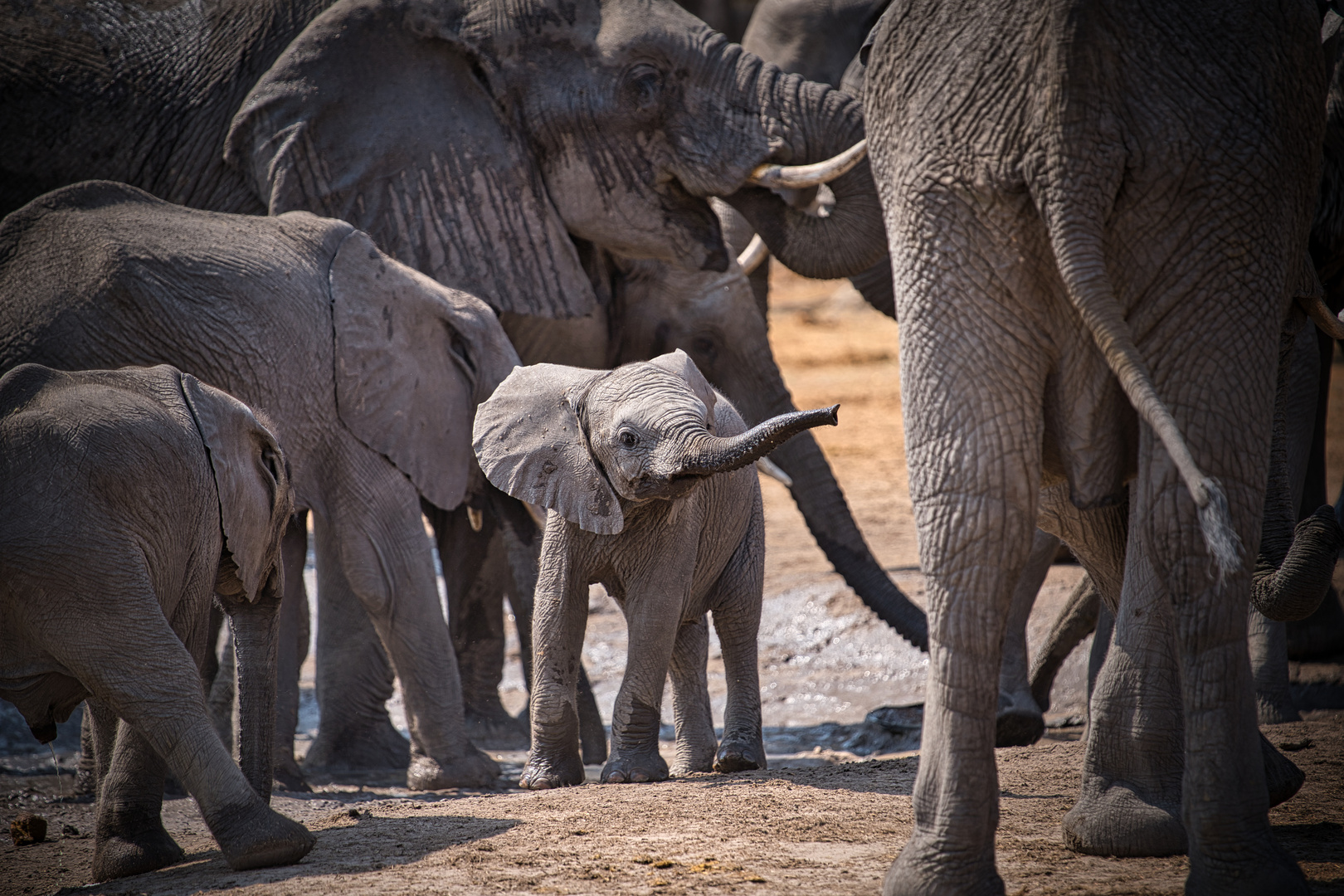 Frech Foto & Bild tiere, wildlife, natur Bilder auf