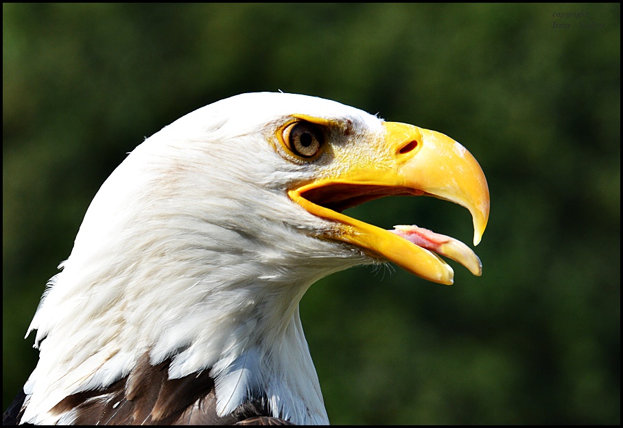 FRECH !!!! Foto & Bild natur, tiere, zoo, wildpark & falknerei Bilder