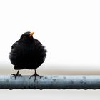 Frech - neugierige Amsel