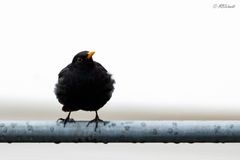 Frech - neugierige Amsel