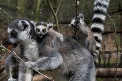 Frechdachs