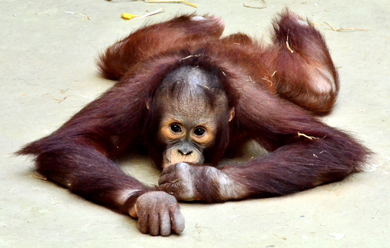 Frechdachs "Changi" im Krefelder Zoo