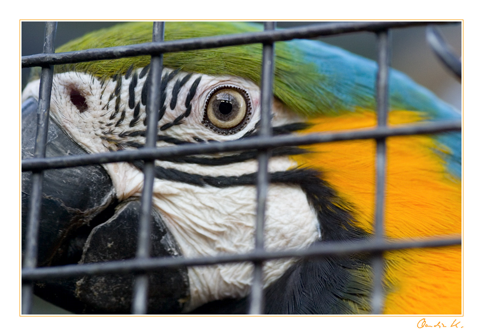 Frechdachs hinter Gittern