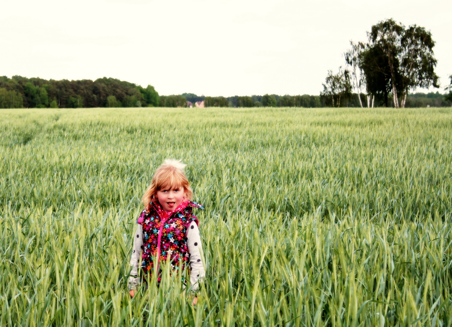 Frechdachs im Kornfeld