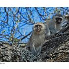 Freche Affen im Krügerpark