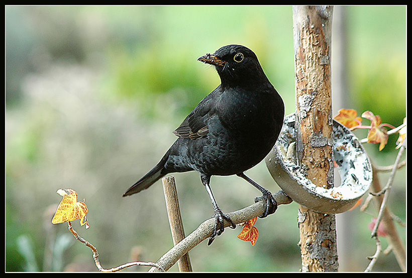 freche Amsel frisst am Maisenring