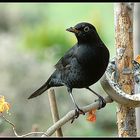 freche Amsel frisst am Maisenring